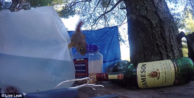 The squirrel mounts the jar and is poised to unscrew the lid