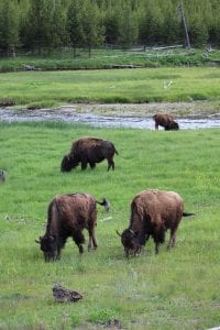 Bison herd grazing in Yellowstone National Park