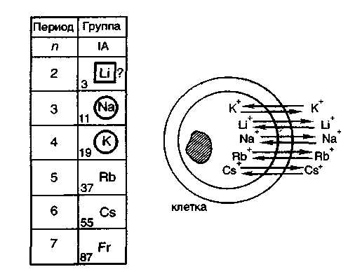 Литий характеристика элемента по плану 9 класс